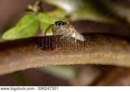 Small Jumping Spider