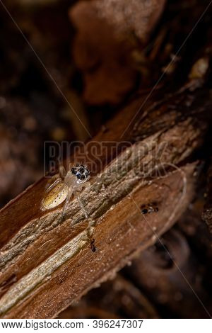 Small Jumping Spider