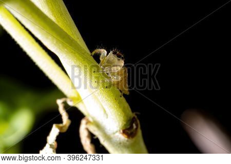 Small Jumping Spider