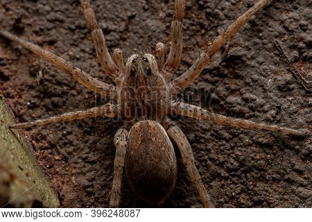 Adult Wolf Spider