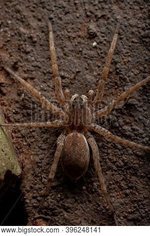 Adult Wolf Spider