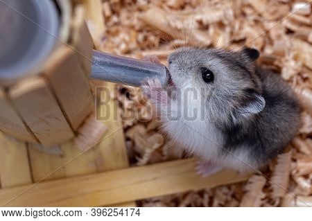 Campbell's Dwarf Hamster