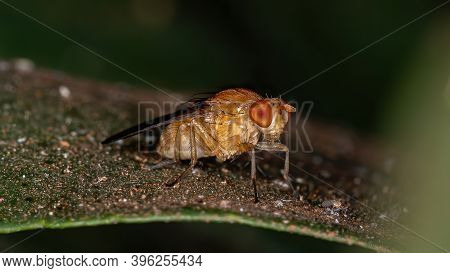 Adult Lauxaniid Fly