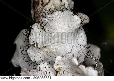 White Ruffle Lichen Of The Genus Parmotrema