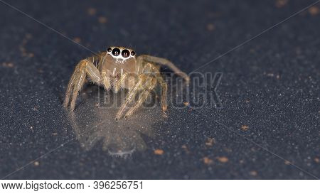 Brazilian Jumping Spider