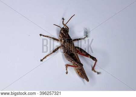 Spur Throated Grasshopper