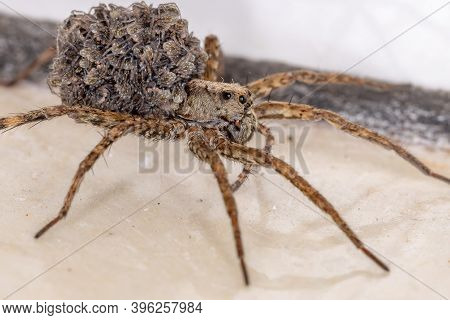 Wolf Spider Carrying The Young In The Abdomen