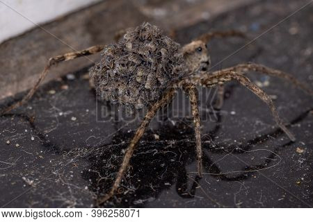 Wolf Spider Carrying The Young In The Abdomen