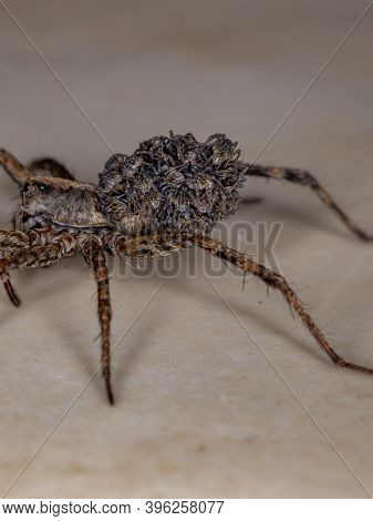 Wolf Spider Carrying The Young