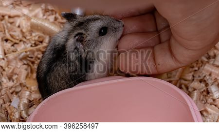 Campbell's Dwarf Hamster