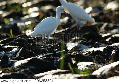 Cattle Egret Are Looking For Food In The Fields.  cattle Egret (bubulcus Ibis) Is A cosmopolitan spe