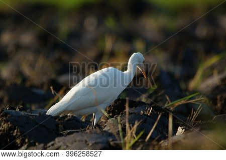 Cattle Egret Are Looking For Food In The Fields.  cattle Egret (bubulcus Ibis) Is A cosmopolitan spe