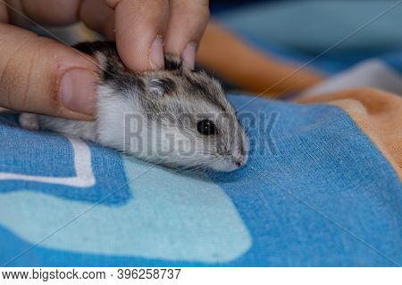 Campbell's Dwarf Hamster