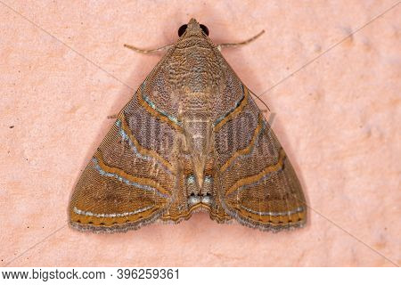 Adult Underwing Moth