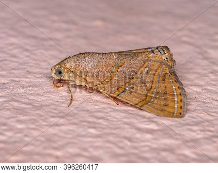 Adult Underwing Moth Of The Species Eulepidotis Caeruleilinea
