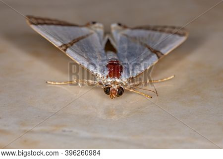 Adult Underwing Moth Of The Genus Eulepidotis