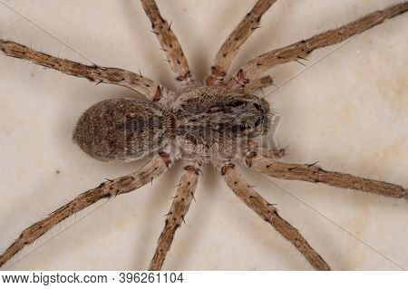Adult Wolf Spider