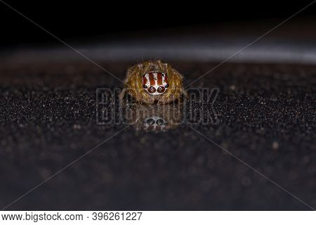 Small Jumping Spider