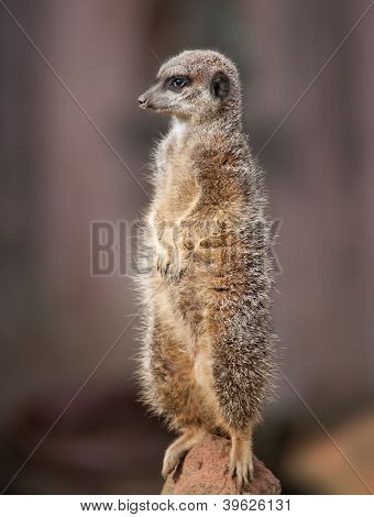 0_animal Life In Africa Watchful Meercat.jpg