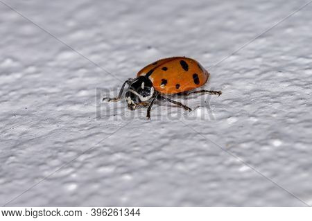 Convergent Lady Beetle Of The Species Hippodamia Convergens