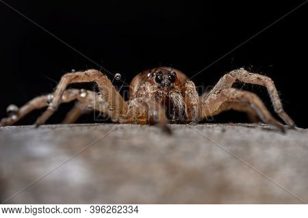 Adult Wolf Spider