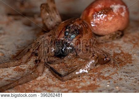 Adult Wolf Spider