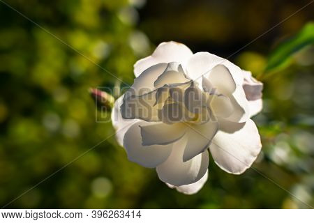 White Rose Close-up On A Blurry Background. Beautiful Delicate Rose Blooms In The Summer Garden. Sof