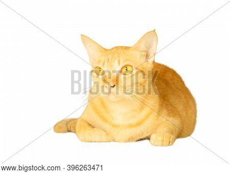 A Portrait Of Yellow Cat Lie On, Flufy Hair Animal Isolated On White Background With Clipping Path A