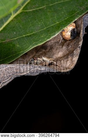 Adult Jumping Spider