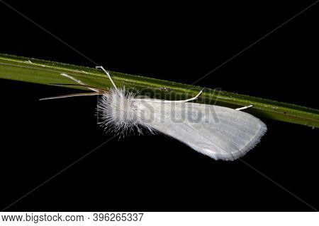 Crambid Snout Moth Of The Species Rupela Albinella