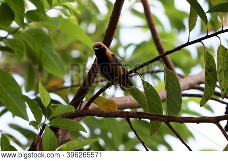 Burnished-buff Tanager Of The Species Stilpnia Cayana