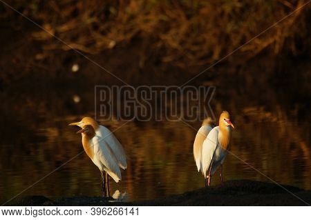 Cattle Egret Are Looking For Food In The Riverbank