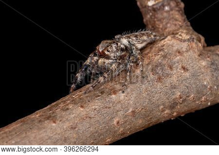 Male Jumping Spider