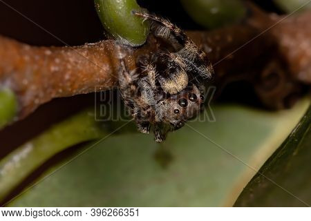 Male Jumping Spider