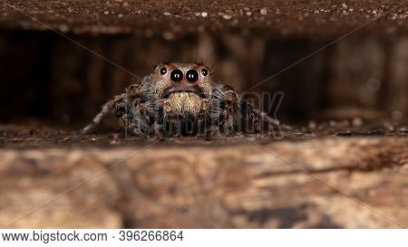 Male Jumping Spider