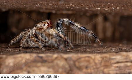 Male Jumping Spider