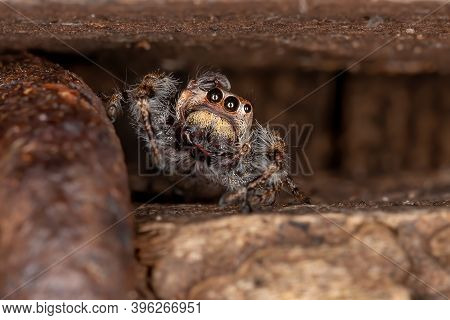 Male Jumping Spider