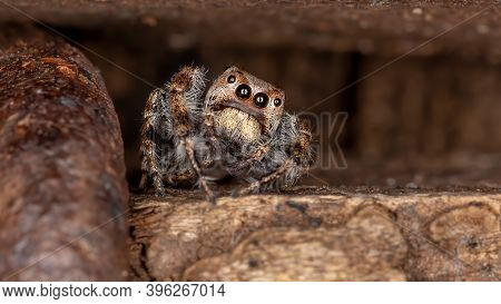 Male Jumping Spider