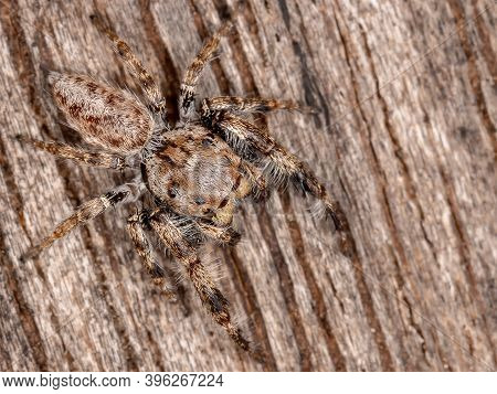 Male Jumping Spider