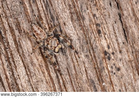 Male Jumping Spider