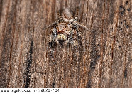 Male Jumping Spider