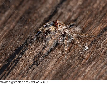 Male Jumping Spider