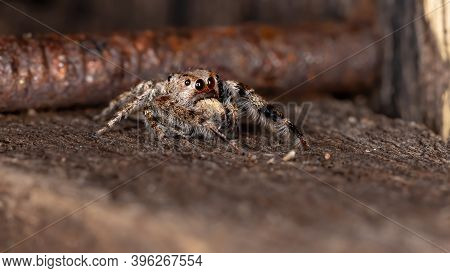 Male Jumping Spider