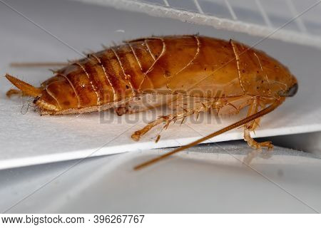 Wood Cockroach Of The Family Ectobiidae In Macro View
