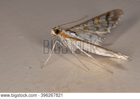 Assembly Moth Of The Species Samea Ecclesialis