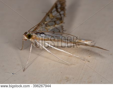 Assembly Moth Of The Species Samea Ecclesialis