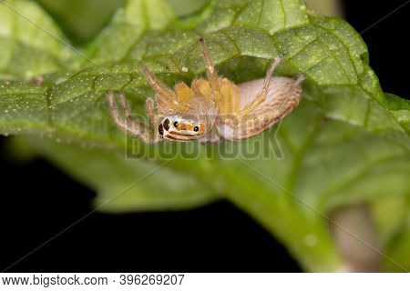 Adult Jumping Spider
