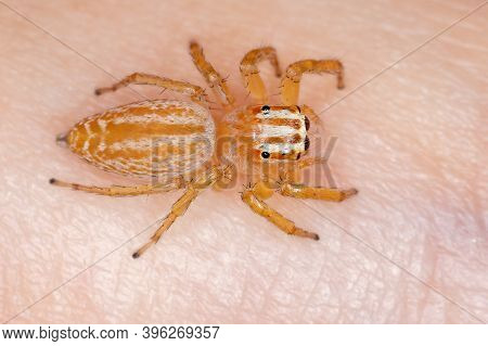 Adult Jumping Spider