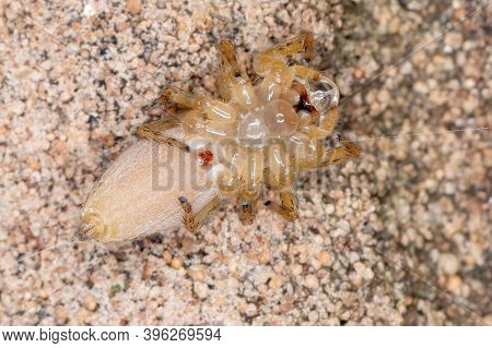 Adult Jumping Spider