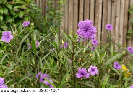 Beautiful Purple Color Petals Of Britton's Wild Petunia Know As Mexican Bluebell, Blooming On Green 